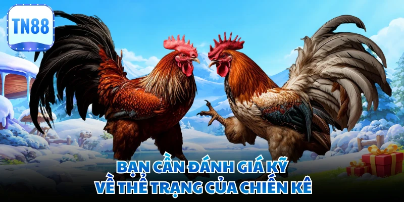 Bạn cần đánh giá kỹ về thể trạng của chiến kê