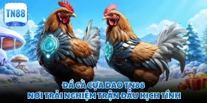 Đá Gà Cựa Dao TN88 - Nơi Trải Nghiệm Trận Đấu Kịch Tính 